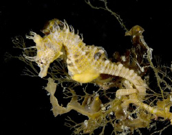 Short headed seahores come out at night. They hold onto k... by Cal Mero 